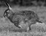 hare.run