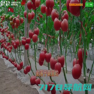 山东玖玖农业科技有限公司-专注从事番茄品种生产