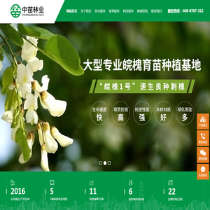 刺槐树报价