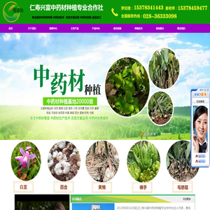 毛慈菇种苗,天冬种苗,中药材种苗,百合种苗,黄精种苗