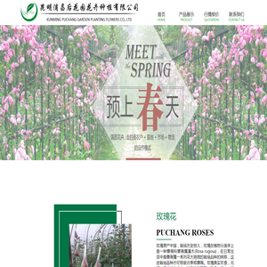 昆明玫瑰花苗