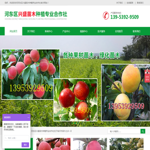 矮化苹果苗