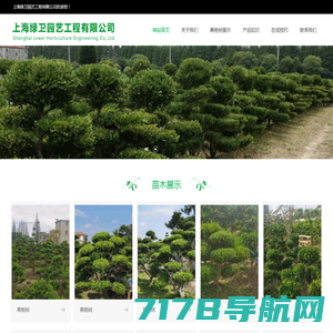 上海绿卫园艺工程有限公司_黄杨树_黄杨树种植基地