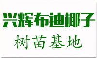 布迪椰子价格