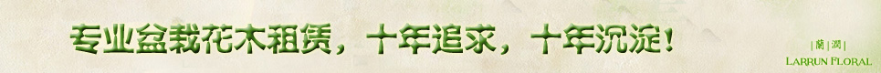 杭州绿植租赁