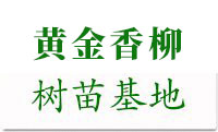 黄金香柳价格