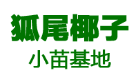 狐尾椰子价格