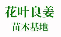 花叶良姜价格
