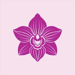 蝴蝶兰批发