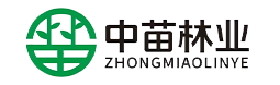 刺槐树报价
