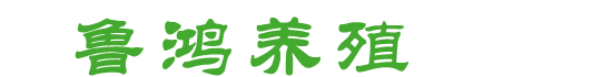 绿壳蛋鸡苗