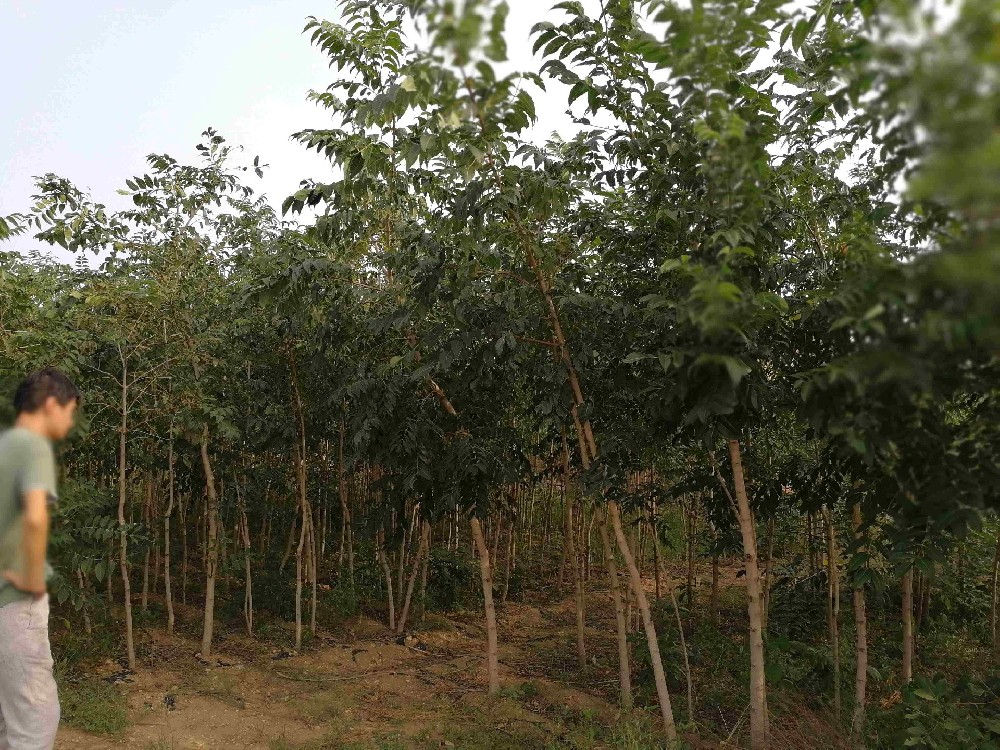 凌海茂霖苗圃基地,凌海苗圃,锦州苗圃,凌海绿化苗木,锦州绿化苗木