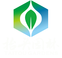 椴树