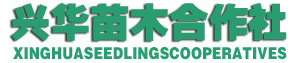 新优桃树苗